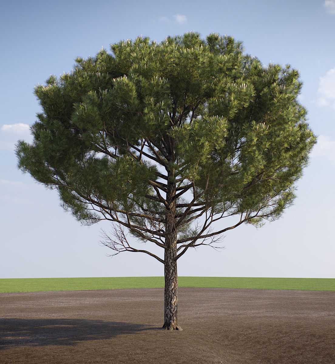 eucalyptus albero ornamentale