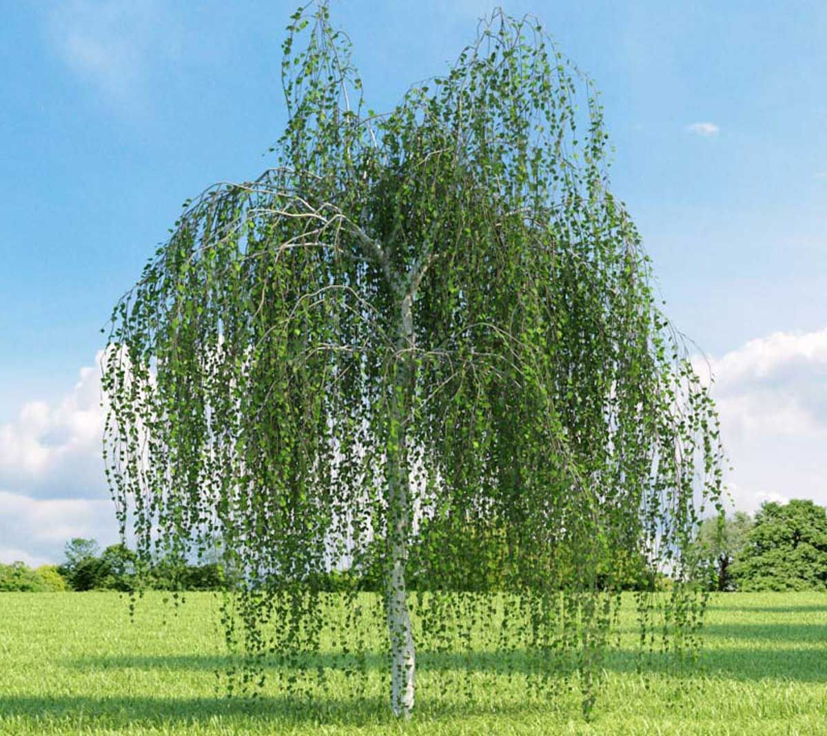 betula pendula albero ornamentale